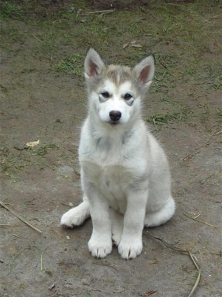 Alaskan malamute Ahea billede 2