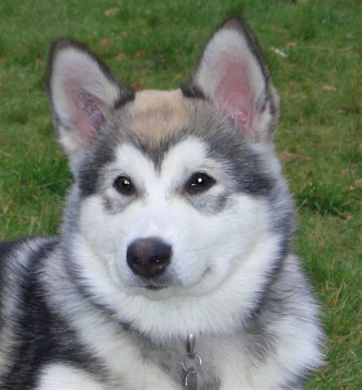 Alaskan malamute Ahea billede 3