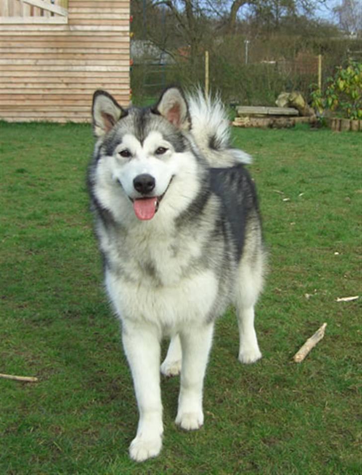 Alaskan malamute Ahea - Hej far ! billede 4