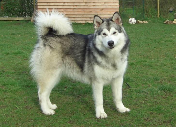 Alaskan malamute Ahea billede 5