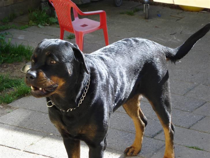 Rottweiler tessa billede 8