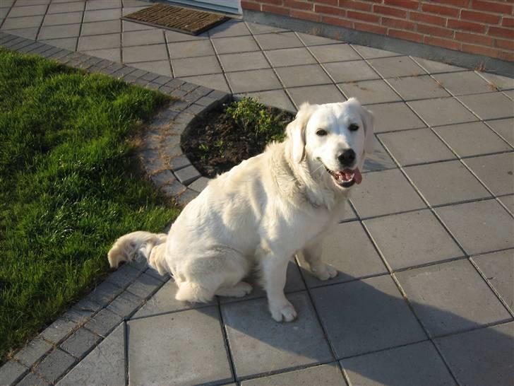 Golden retriever Gaia - vi har gæster  så er der ikke nogen der snakker med mig :( billede 9
