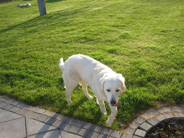 Golden retriever Gaia - selv om det er vildt hørdt billede 10