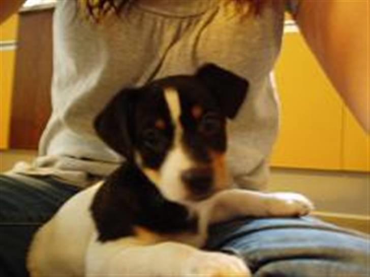 Dansk svensk gaardhund Bella - Da hun liige var kommet hjem til os.. Rigtig dejlig, og hun elsker bare at sidde/ligge oppe i skødet ved en.. Hehe. billede 1