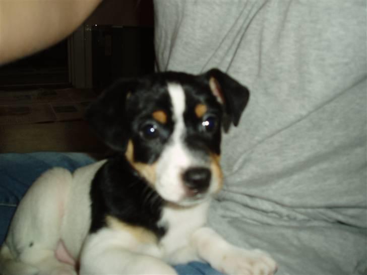 Dansk svensk gaardhund Bella - Også dagen efter vi havde fået hende hjem:) billede 2