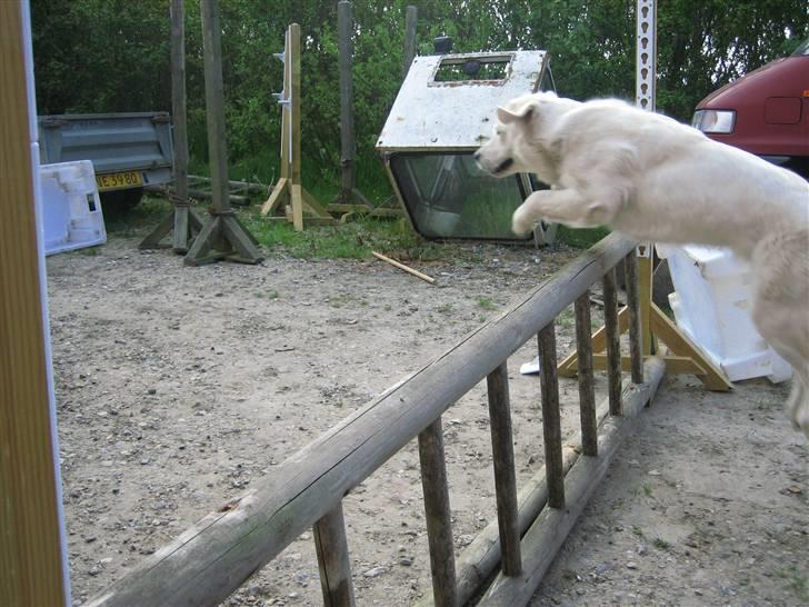 Golden retriever Gaia - se hvor hun kan billede 11