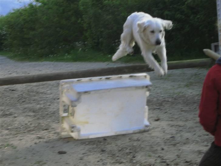 Golden retriever Gaia - ddet er super sjovt vis man kan billede 12