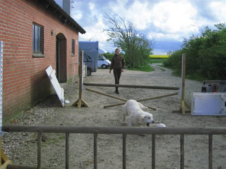 Golden retriever Gaia - nu dør du boldt billede 13