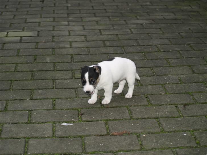 Jack russell terrier Aygo  - Var der nogen der sagde jeg skulle ligne en sur lille bjørn:-) billede 12