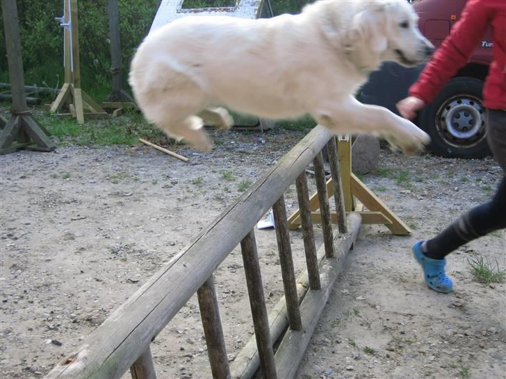 Golden retriever Gaia - hop hop billede 14