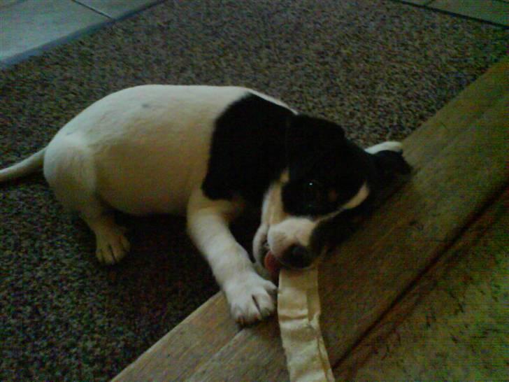 Dansk svensk gaardhund Bella - Hun elsker at knave i ben osvosv .. Her var hun rigtig ivrig og rigtig sød:) billede 3