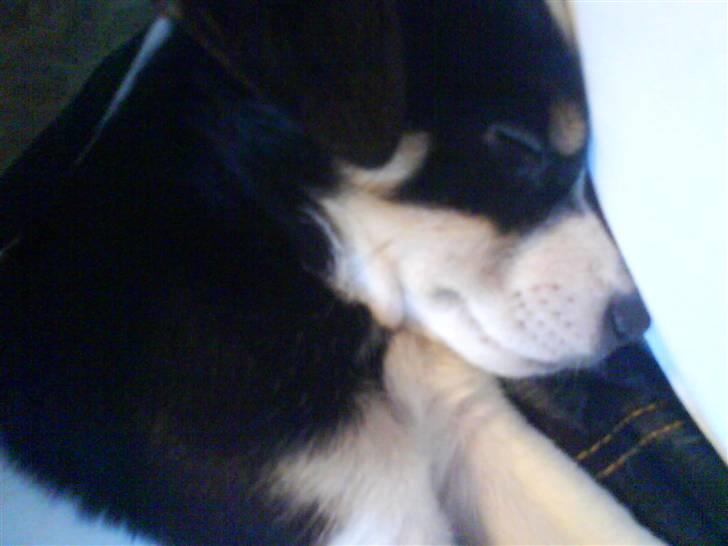 Dansk svensk gaardhund Bella - Vi tager os llige en dejlig lur på skødet mens man skriver opgave;) billede 4