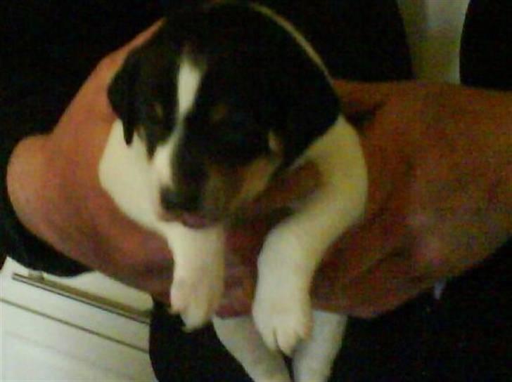 Dansk svensk gaardhund Bella - Da vi var ude og se hende da hun var 5 uger. Bette Bella :) billede 5