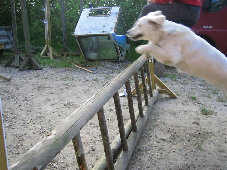 Golden retriever Gaia - jeg suser gennem lulften billede 15