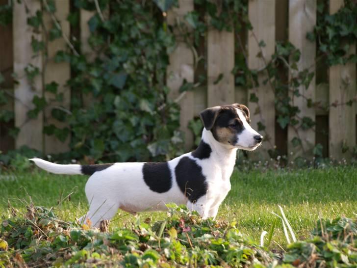 Jack russell terrier Aygo  - Far sage jeg skulle stå pænt, klare jeg det ikke meget godt? billede 13