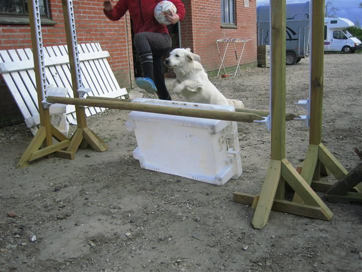 Golden retriever Gaia - vi kan bekke to billede 16