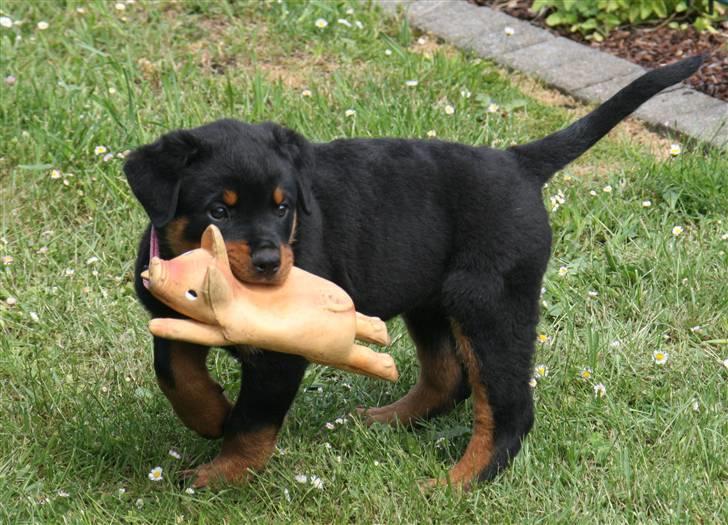 Rottweiler Odine Vom Rangau *død* billede 1