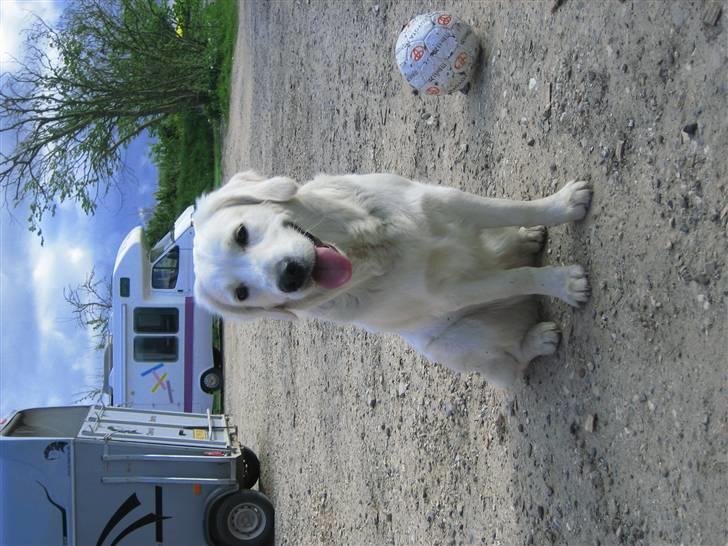 Golden retriever Gaia - men det er hørdet og være til springning. billede 17