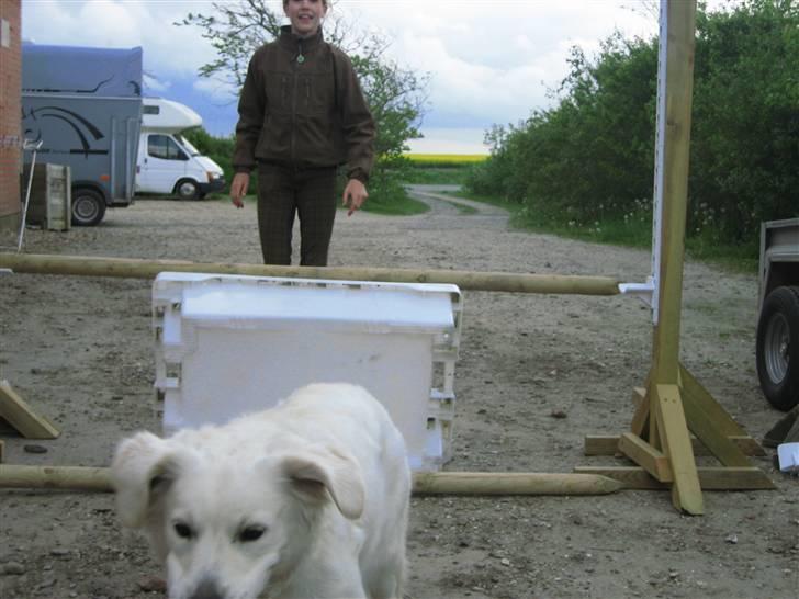 Golden retriever Gaia - jeg kom over med hele kroppen også ørene billede 18