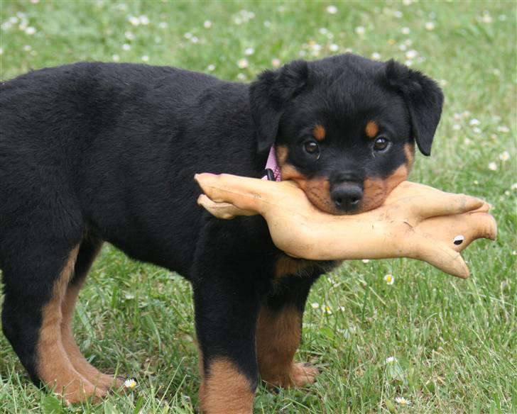 Rottweiler Odine Vom Rangau *død* billede 2