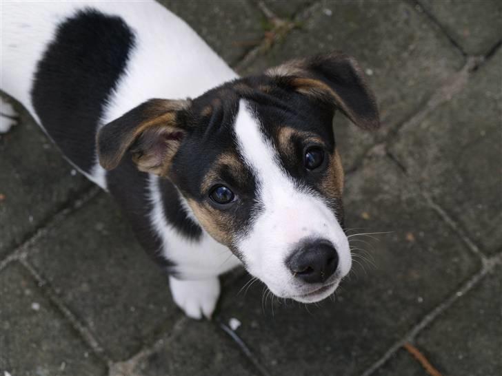 Jack russell terrier Aygo  - Hey hvad er det lige du gjor på? billede 14