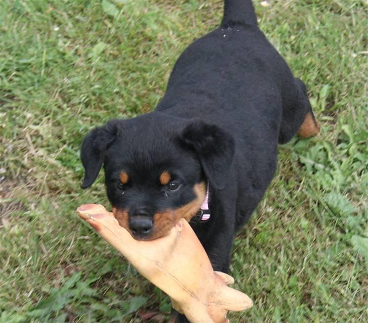 Rottweiler Odine Vom Rangau *død* - "Vil du kaste igen Moar" billede 3