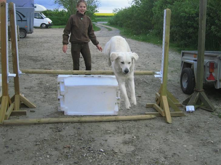 Golden retriever Gaia - se billede 19