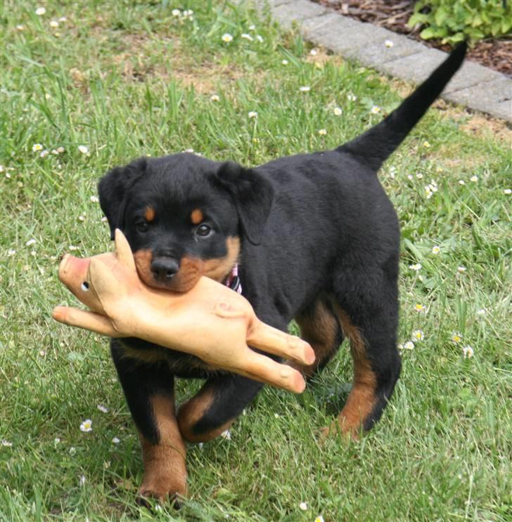 Rottweiler Odine Vom Rangau *død* billede 4