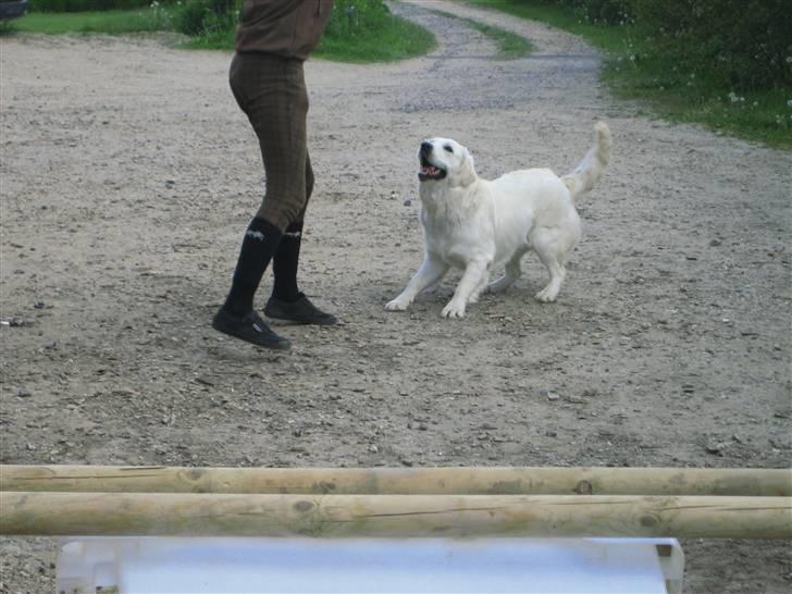 Golden retriever Gaia - gi mig så den boldet signe billede 20