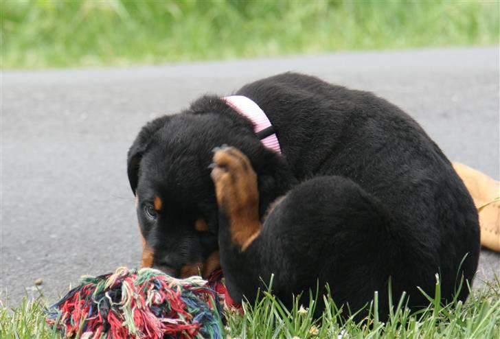 Rottweiler Odine Vom Rangau *død* - "dræberhalsbåndet" klør billede 5