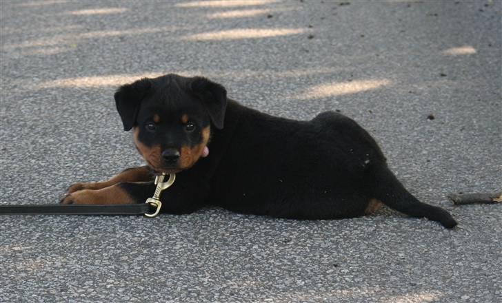 Rottweiler Odine Vom Rangau *død* billede 6