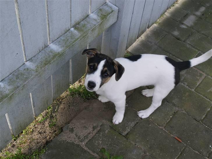 Jack russell terrier Aygo  - Nej far jeg graver ikk... Det siger du jo at jeg ikke må:-) billede 15