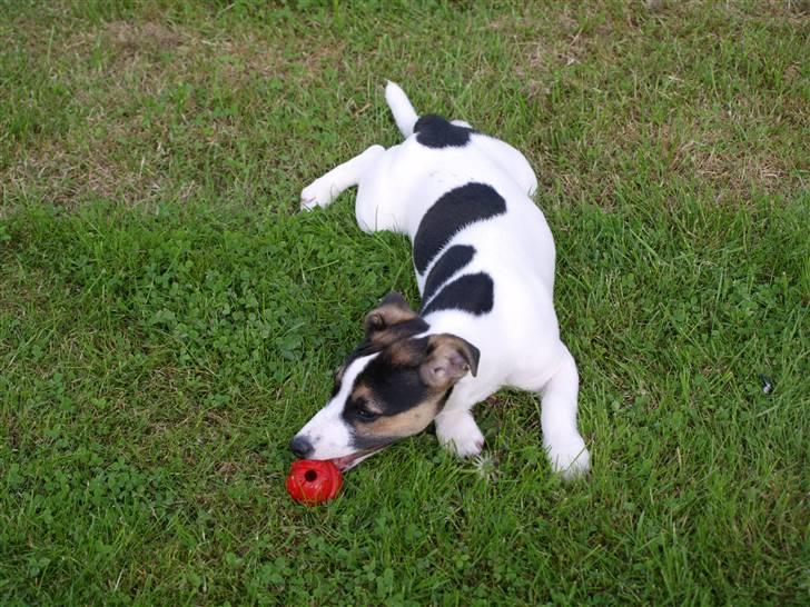 Jack russell terrier Aygo  - Puha det er hårdt at rende efter min boldt. billede 17