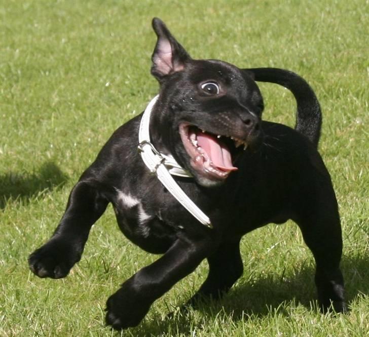 Staffordshire bull terrier Niels billede 4