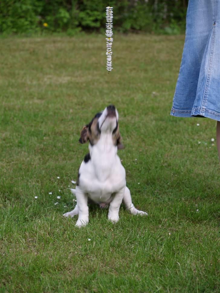 Jack russell terrier Aygo  - Hvad er det du har der mor? billede 18