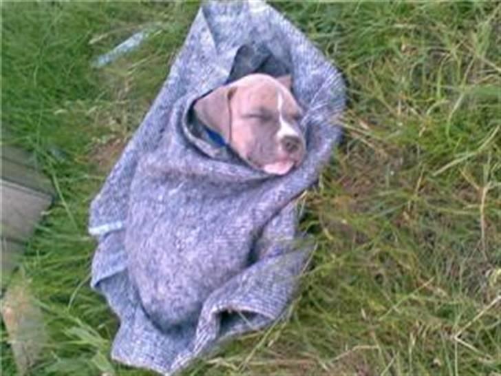 Amerikansk staffordshire terrier Nattergalens Melvin # Max - Præcis 8 uger, og træt efter at have udforsket det nye hjem. billede 1