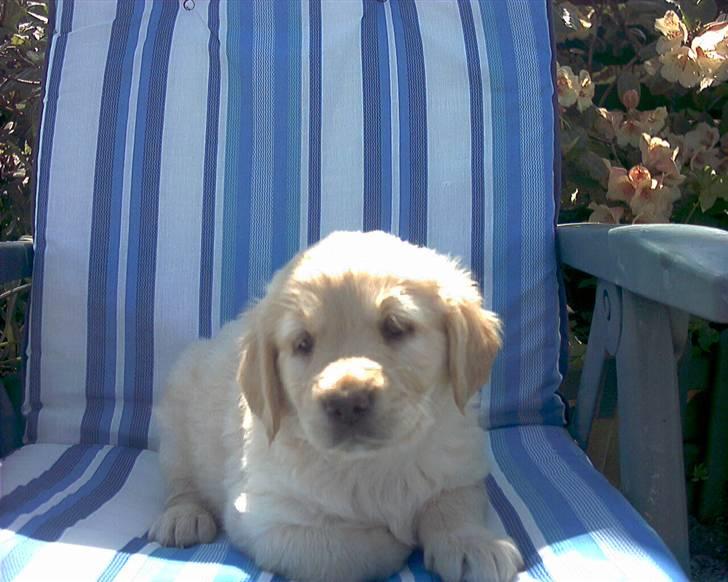 Golden retriever Gabbi billede 12