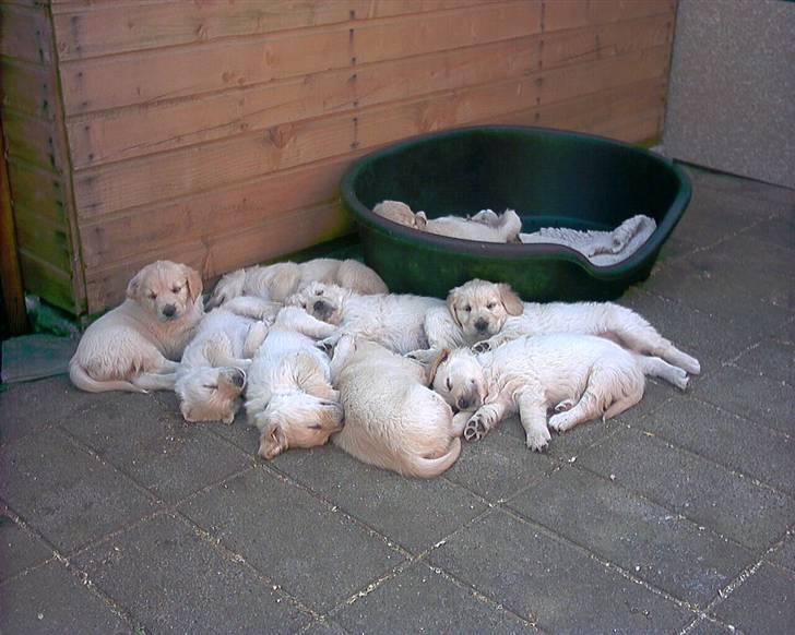 Golden retriever Gabbi billede 13