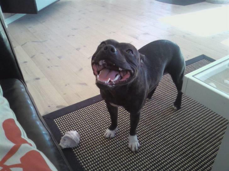 Staffordshire bull terrier Fiona billede 16