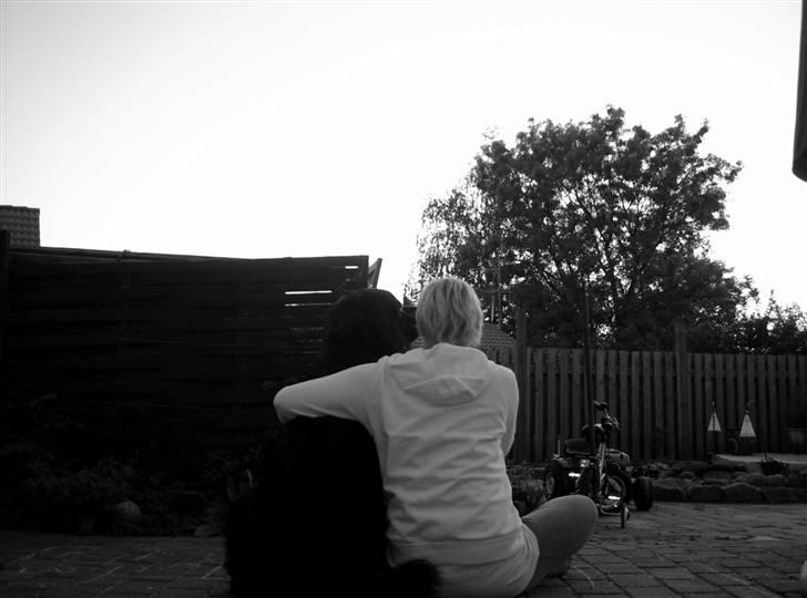 Hovawart Gizmo (HofJoy) R.I.P. - Du er blevet en stor hund. <3 billede 13