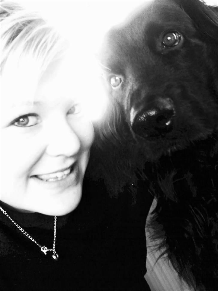 Hovawart Gizmo (HofJoy) R.I.P. - Du er min bedste ven. <3 billede 14