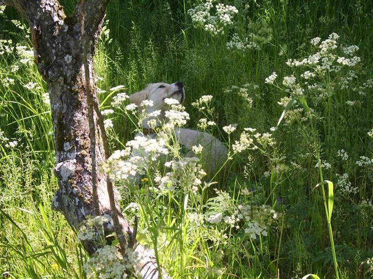 Blanding af racer Bailey  billede 8