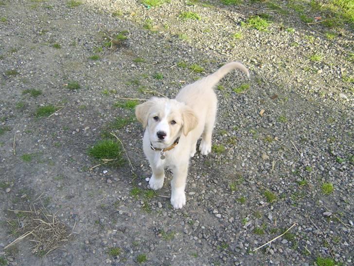 Blanding af racer Bailey  billede 9