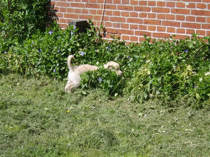 Blanding af racer Bailey  billede 10