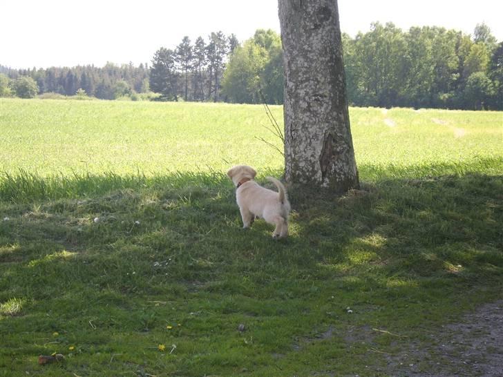Blanding af racer Bailey  - Er lige gået en tur på opdagelse, helt alene... billede 11