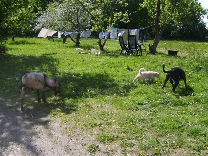 Blanding af racer Bailey  - Her er jeg sammen med min store søster og vores frække gede buk ;-) billede 12