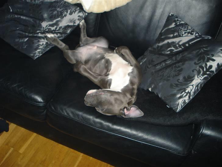 Amerikansk staffordshire terrier sparko - sov godt!! billede 8