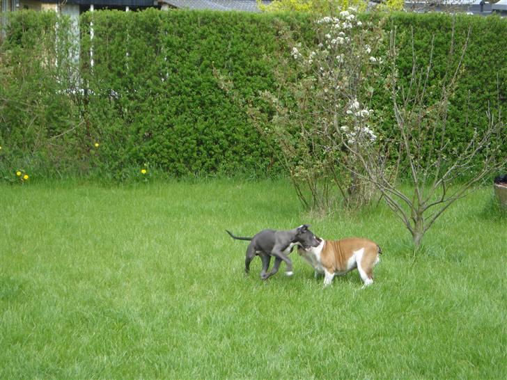 Amerikansk staffordshire terrier sparko - leg i haven billede 10