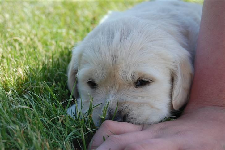 Golden retriever Malou billede 7