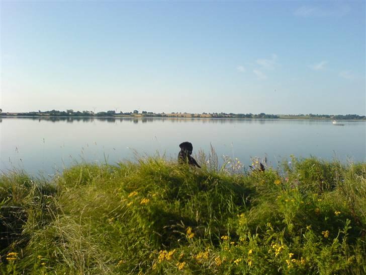 Labrador retriever (formel 1) Julius - "Nøøj, er verden virkelig SÅ stor?" billede 3